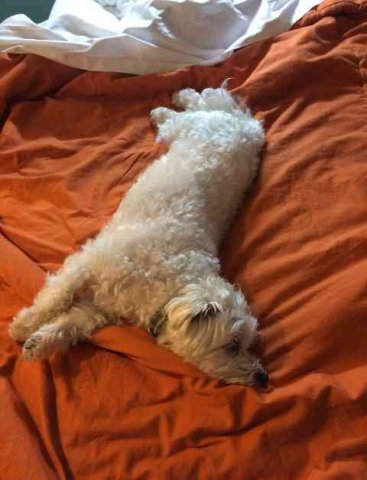 Polo, chilling out on the hotel bed in France, on his way from Fuengirola in S.Spain to Shavington in Cheshire.